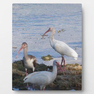 Ibis vogels op de oever van Florida Bay Fotoplaat
