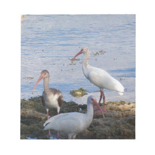 Ibis vogels op de oever van Florida Bay Notitieblok