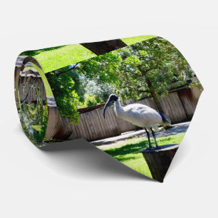 Ibis (Vuilnisbak Kip) Op Een Blok, Halsband Stropdas