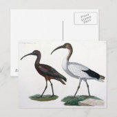 Ibises uit de benaming "Description de l'Eypte", 1 Briefkaart (Voorkant / Achterkant)