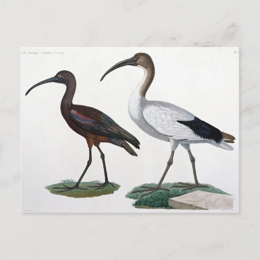 Ibises uit de benaming "Description de l'Eypte", 1 Briefkaart (Voorkant)