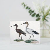 Ibises uit de benaming "Description de l'Eypte", 1 Briefkaart (Staand voorkant)