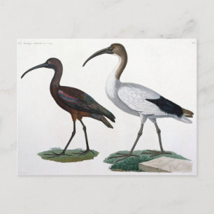 Ibises uit de benaming "Description de l'Eypte", 1 Briefkaart