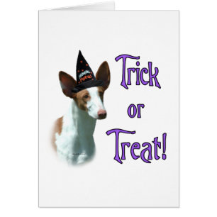Ibizan hound truc
