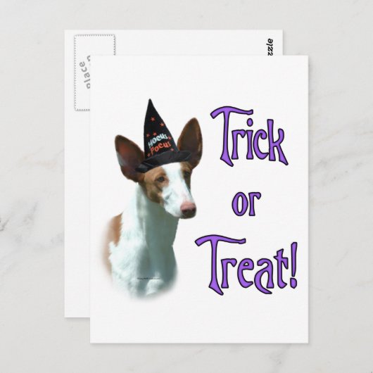 Ibizan hound truc briefkaart (Voorkant / Achterkant)