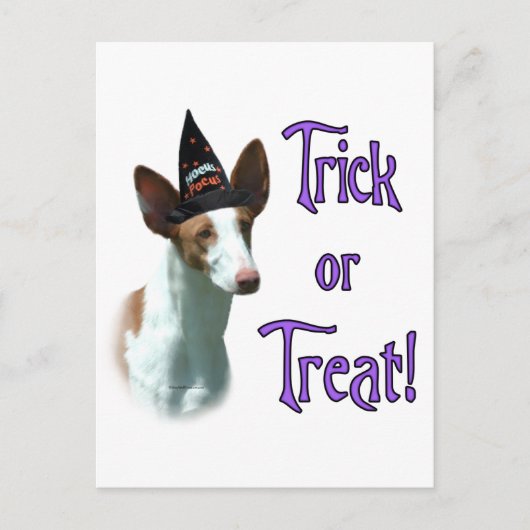 Ibizan hound truc briefkaart (Voorkant)
