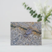 IBSP Jetty Spider Briefkaart (Staand voorkant)