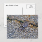 IBSP Jetty Spider Briefkaart (Voorkant / Achterkant)
