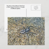 IBSP Jetty Spider Briefkaart (Voorkant / Achterkant)