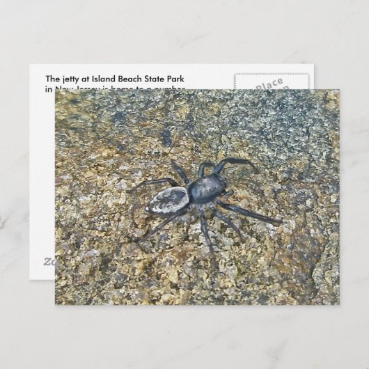 IBSP Jetty Spider Briefkaart (Voorkant / Achterkant)