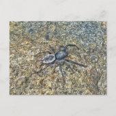 IBSP Jetty Spider Briefkaart (Voorkant)