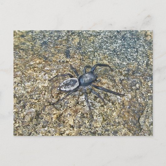 IBSP Jetty Spider Briefkaart (Voorkant)