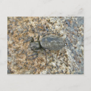 IBSP Jetty Spider Briefkaart
