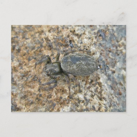 IBSP Jetty Spider Briefkaart (Voorkant)