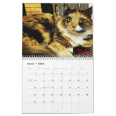 iCat Forever Contest Calendar Kalender (Mar 2026)