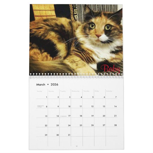iCat Forever Contest Calendar Kalender (Mar 2026)
