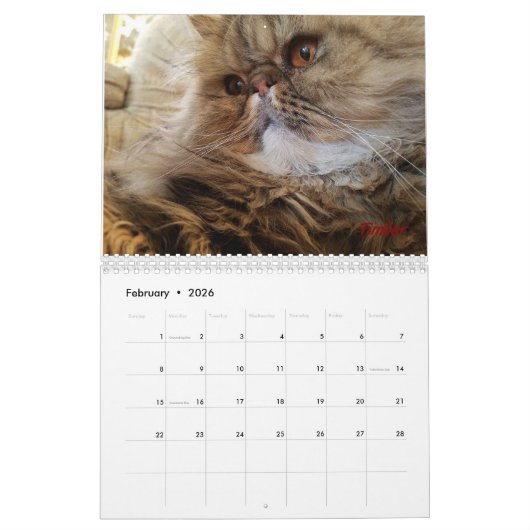 iCat Forever Contest Calendar Kalender (Feb 2026)