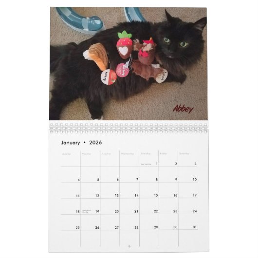 iCat Forever Contest Calendar Kalender (Jan 2026)