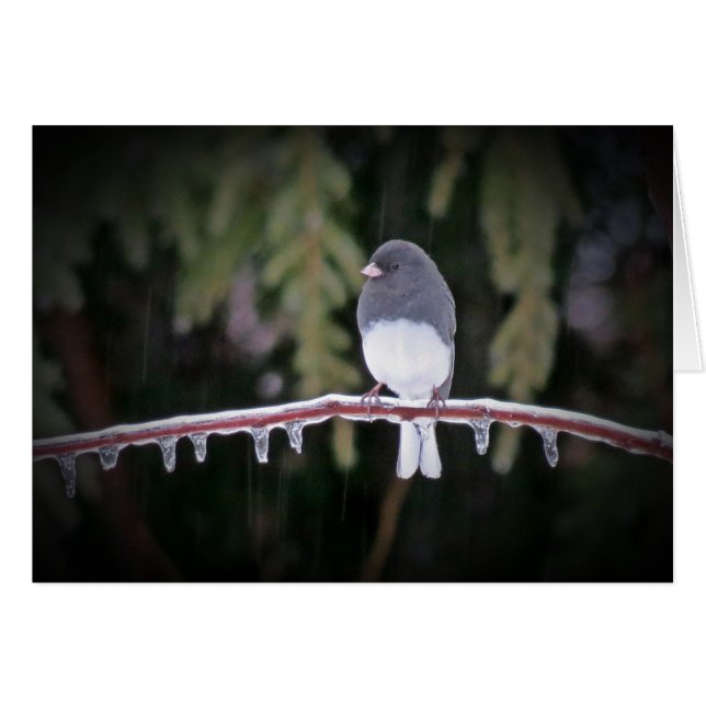 Ice Balance - Junco Bird (Voorkant Horizontaal)