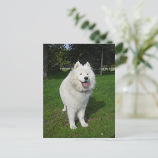 Ice bears. briefkaart (Staand voorkant)