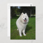 Ice bears. briefkaart (Voorkant / Achterkant)