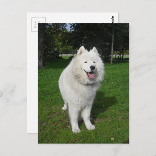 Ice bears. briefkaart (Voorkant / Achterkant)