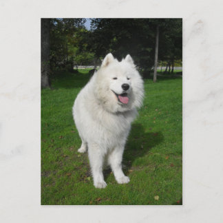 Ice bears. briefkaart