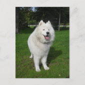 Ice bears. briefkaart (Voorkant)