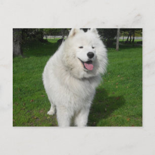 Ice bears. briefkaart