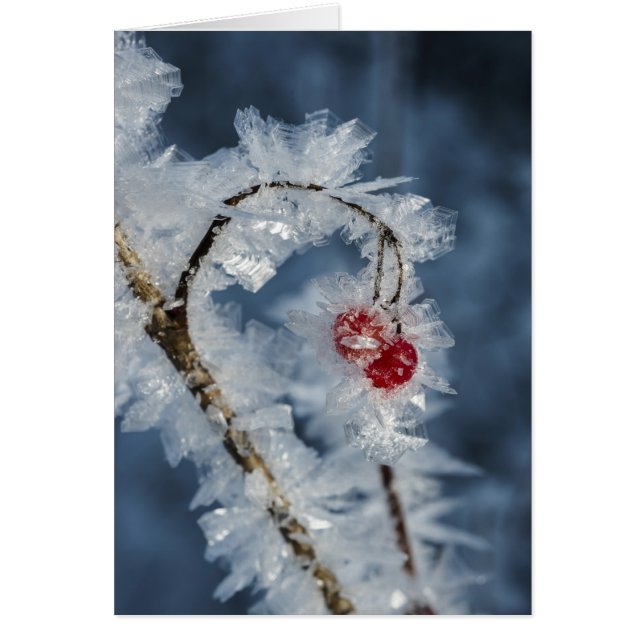 Ice Berries (Voorkant)