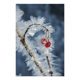 Ice Berries Foto Afdruk
