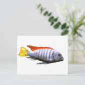 Ice Blue Zebra Cichlid Briefkaart (Staand voorkant)