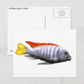 Ice Blue Zebra Cichlid Briefkaart (Voorkant / Achterkant)