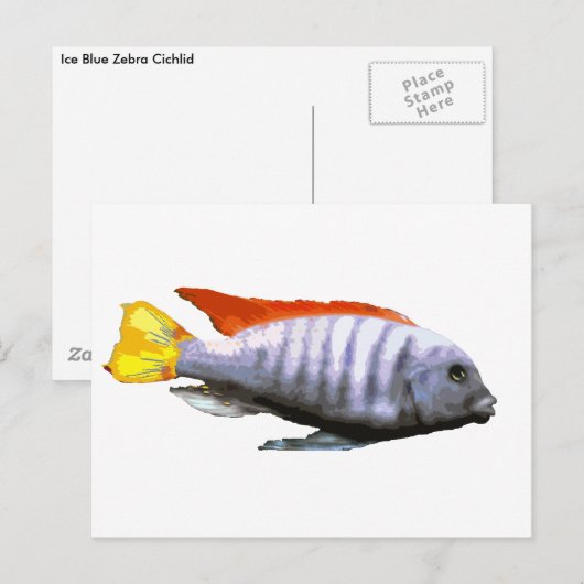 Ice Blue Zebra Cichlid Briefkaart (Voorkant / Achterkant)