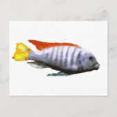 Ice Blue Zebra Cichlid Briefkaart (Voorkant)