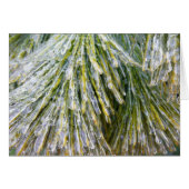 Ice Coated Pine Needles Winter Botanisch (Voorkant Horizontaal)