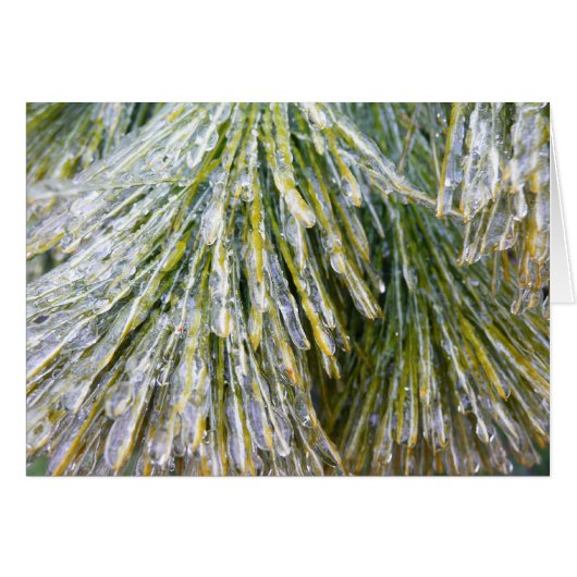 Ice Coated Pine Needles Winter Botanisch (Voorkant Horizontaal)