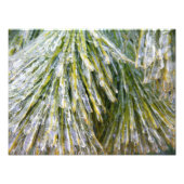 Ice Coated Pine Needles Winter Botanisch Foto Afdruk (Voorkant)
