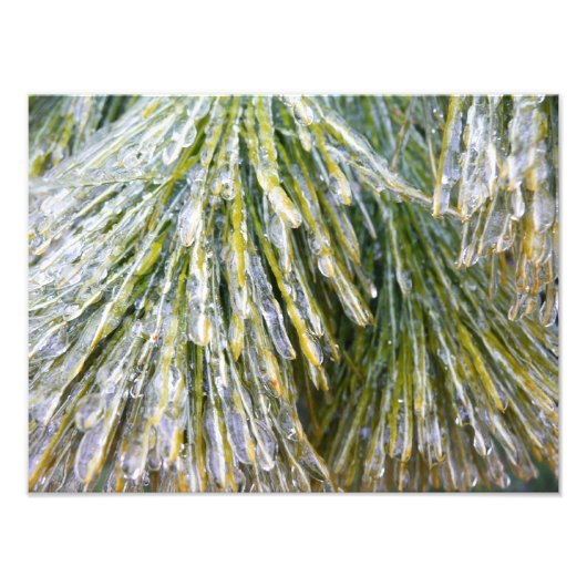 Ice Coated Pine Needles Winter Botanisch Foto Afdruk (Voorkant)