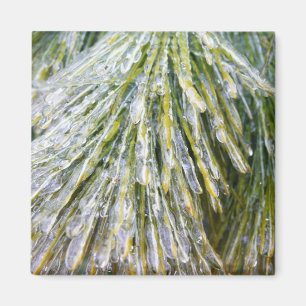 Ice Coated Pine Needles Winter Botanisch Magneet