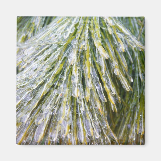 Ice Coated Pine Needles Winter Botanisch Magneet (Voorkant)