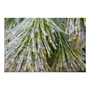 Ice Coated Pine Needles Winter Botanisch Poster