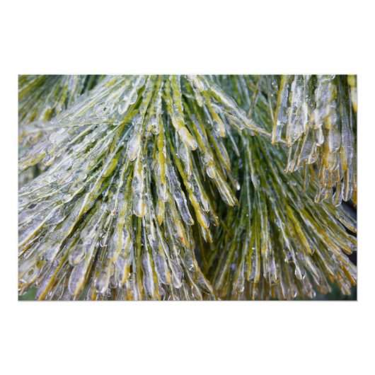 Ice Coated Pine Needles Winter Botanisch Poster (Voorkant)