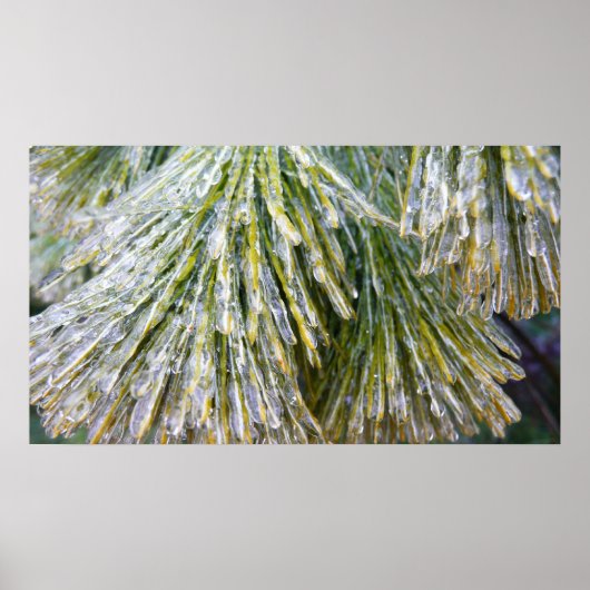 Ice Coated Pine Needles Winter Botanisch Poster (Voorkant)