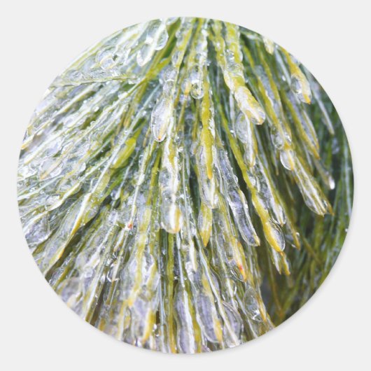 Ice Coated Pine Needles Winter Botanisch Ronde Sticker (Voorkant)