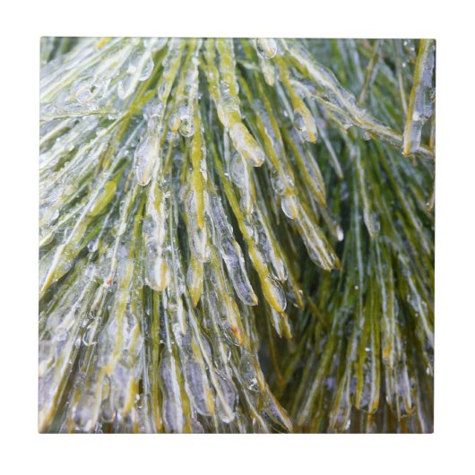 Ice Coated Pine Needles Winter Botanisch Tegeltje (Voorkant)