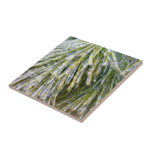 Ice Coated Pine Needles Winter Botanisch Tegeltje (Zijkant)