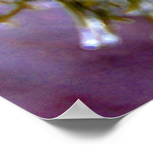 Ice Coated Pine Poster (Hoek)