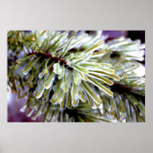 Ice Coated Pine Poster (Voorkant)
