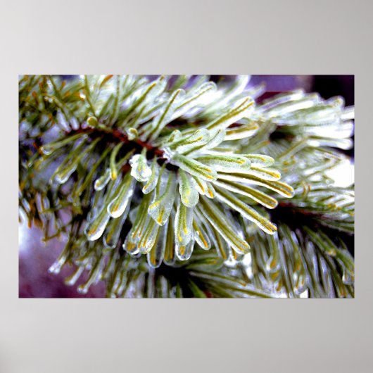 Ice Coated Pine Poster (Voorkant)